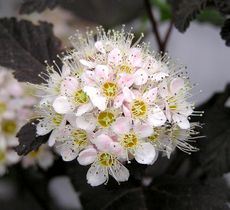 Physocarpus opulifolius Diabolo