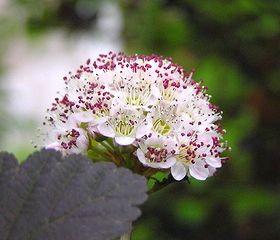 Physocarpus opulifolius eDiabolof